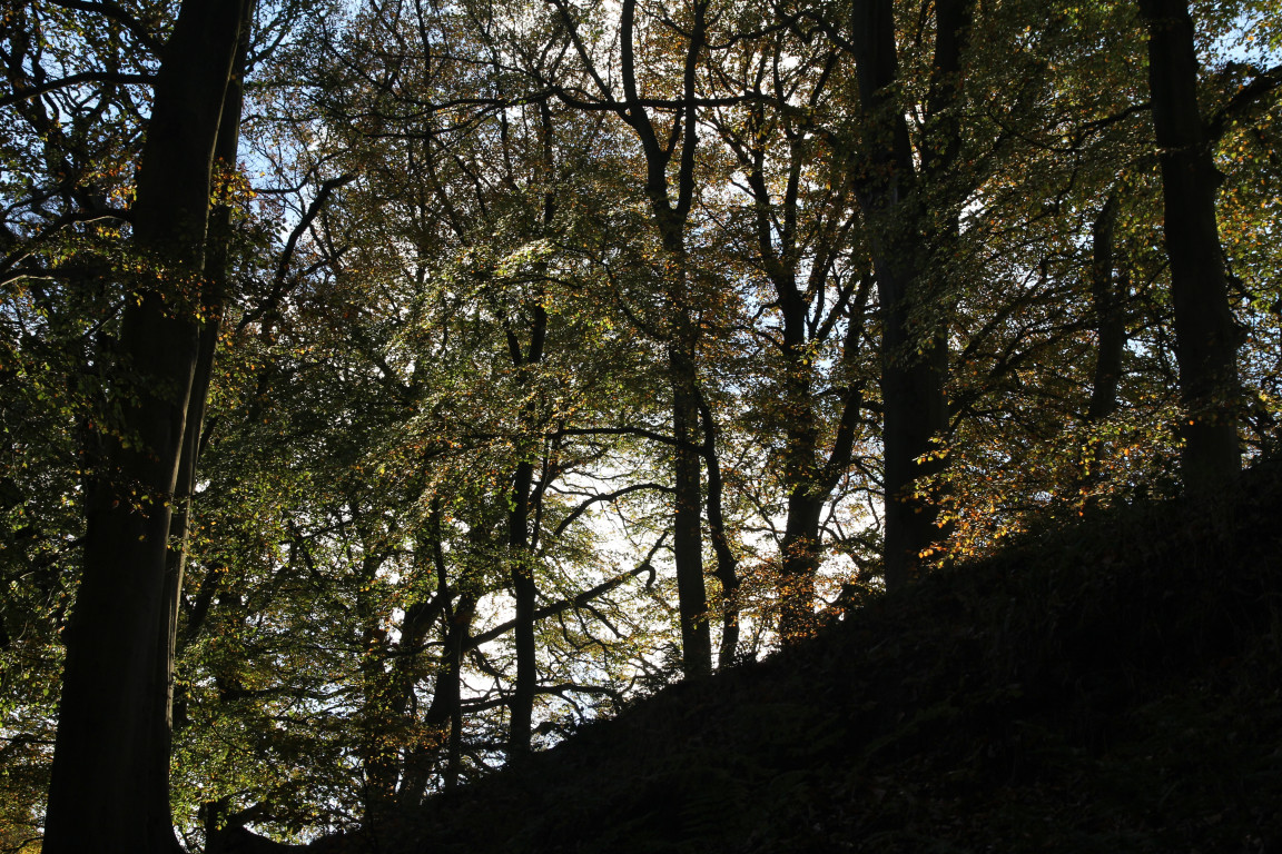 Sun-Tinged Trees, Strid Wood, Bolton Abbey, North Yorkshire